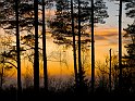 Skog - Träd - Växter